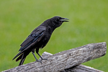 Obraz premium Black Crow sitting on a fence cawing.