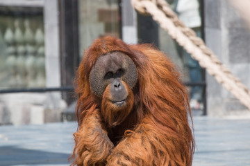 Orang-outan mâle en gros plan
