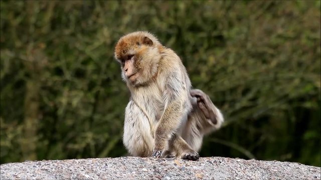 monkey sitting on a rock, Macaca sylvanus 
