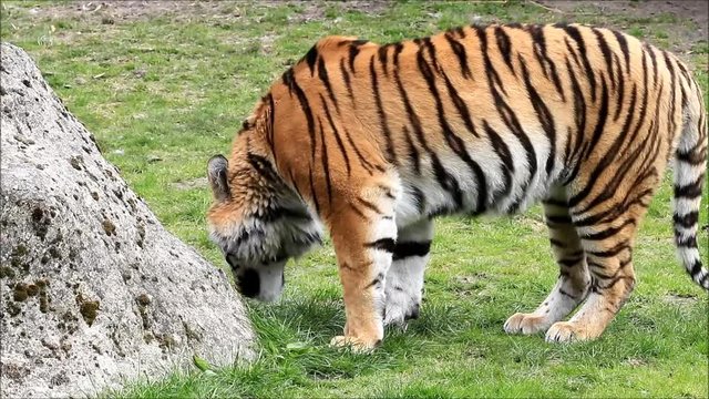 bengal tiger on meadow
