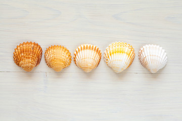Seashells (acanthocardia tubercolata) in a single row on a wooden surface