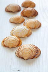 Seashells (acanthocardia tubercolata) Group. perspective vertical view