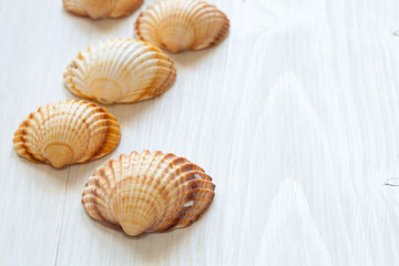 Seashells (acanthocardia tubercolata) Group. perspective horizontal view