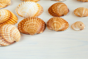 Seashells (acanthocardia tubercolata) Group on a wooden surface