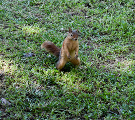 Squirrel sitting on the ground waiting for food.