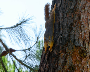 Red squirrel in the forest.