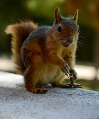Squirrel eats nuts.