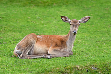 Deer in forest
