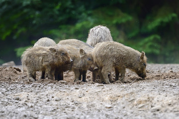 Young wild boar