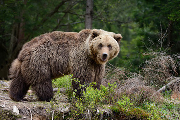 Fototapeta premium Brown bear in the forest