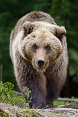 Fototapeta na wymiar Brown bear in the forest