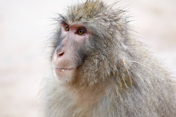 Japanese macaques