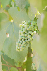 Green grapes ripening on vine close-up