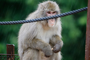 Obraz premium Japanese macaques