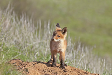 Naklejka na ściany i meble little fluffy Fox in the meadow