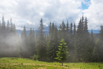 misty mountain forest summer landscape