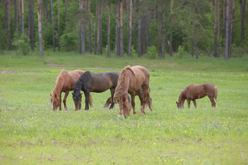 horses on green meadow