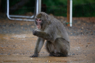 Obraz premium Japanese macaques