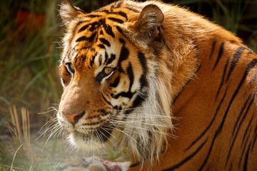 Close-up of a Siberian tiger