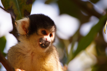 A telephoto shot of a black-capped squirrel monkey