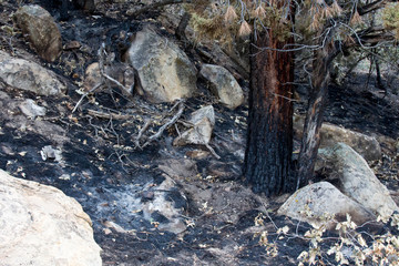 Burned base of a tree and forest undergrowth in Durango, CO