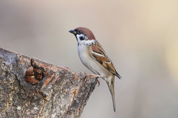 Unusual extra close up portrait of sparrow  in warm morning light.