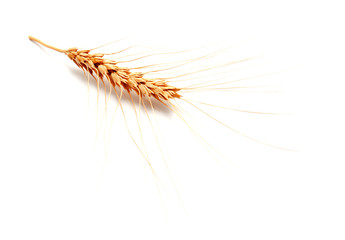 Obraz premium Wheat ears isolated on a white background