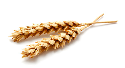 Wheat ears isolated on a white background