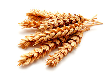 Wheat ears isolated on a white background