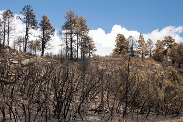 Dead and burned hillside in Colorado