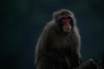 Japanese macaques