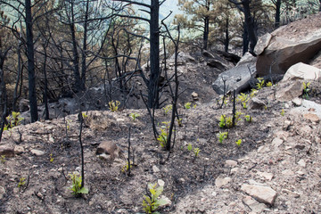 Tiny green plants growing out of forest fire ash in Colorado