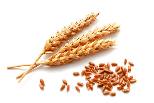 Wheat ears and seed isolated on a white background