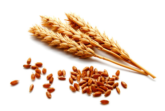 Wheat ears and seed isolated on a white background