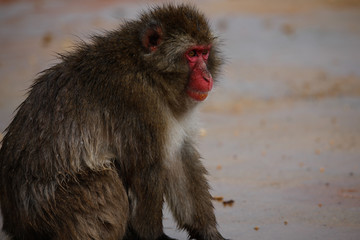 Fototapeta premium Japanese macaques