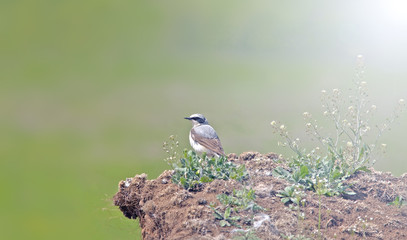 little bird sits on a hill