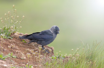 a young crow sitting on the hill
