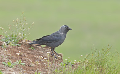  young crow sitting on the hill