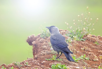 a young crow sitting on the hill