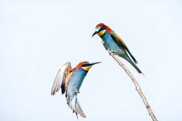 Obraz premium beautiful colorful birds sitting on a tree branch, isolated background
