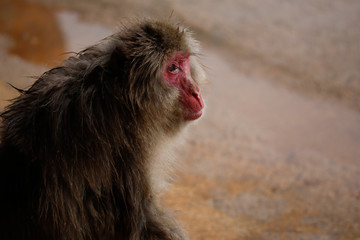 Fototapeta premium Japanese macaques