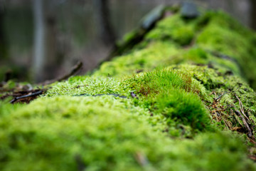 moss