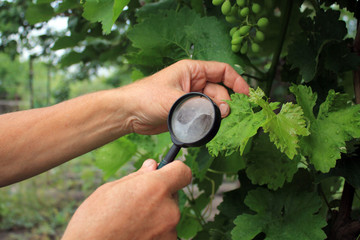 Gardener inspects grape leaves with magnifying glass in search of pests and diseases. Close up.
