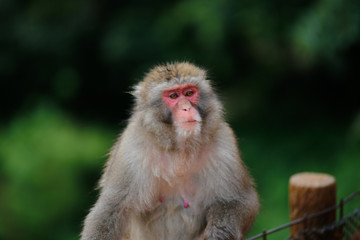 Japanese macaques