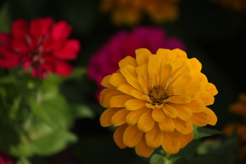 Colorful flowers