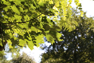 Fototapeta na wymiar Foliage / Green leaves in sunlight 