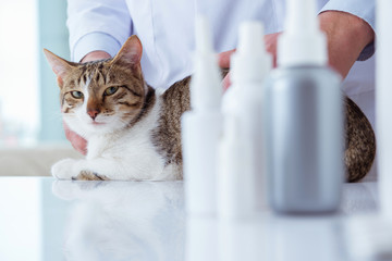 Cat visiting vet for regular checkup
