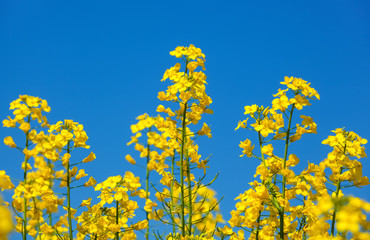 Beautiful flowering rapeseed field under the blue, cloudless sky on a clear spring day.