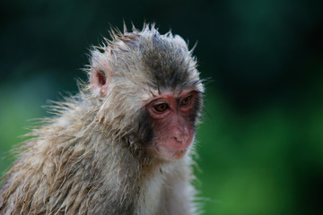 Japanese macaques