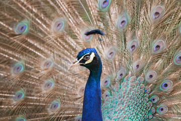 Paon bleu en gros plan faisant la roue